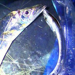 太刀魚やカレイ？